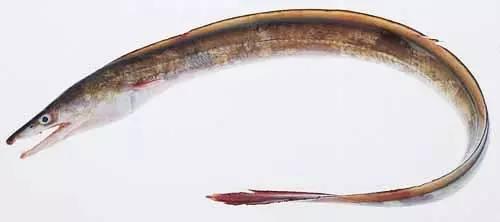 日本鰻魚陷入絕境？捕獲量僅為去年同期的1%！