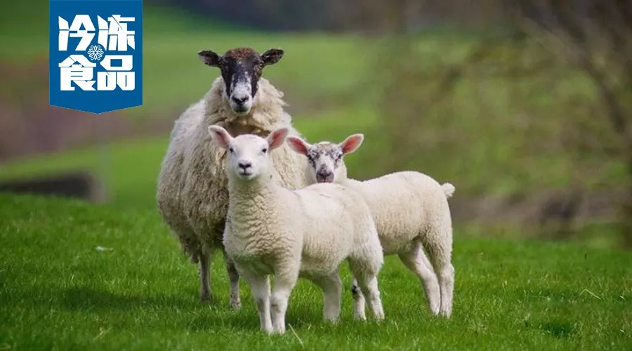 大咖年終講 | 蒙羊總裁曹旭升，肉羊產(chǎn)業(yè)升級(jí)，未來將有多寡頭出現(xiàn)！