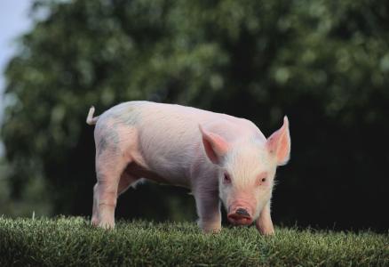 2017年全球豬肉產(chǎn)量11103.4萬(wàn)噸，增長(zhǎng)0.97%
