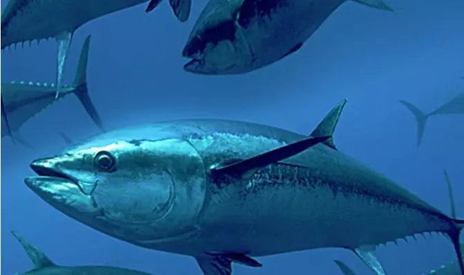 “醬油第一股”加加食品進軍水產(chǎn)？