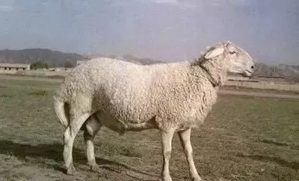 知識(shí) | 這份羊品種大全，一定要收藏