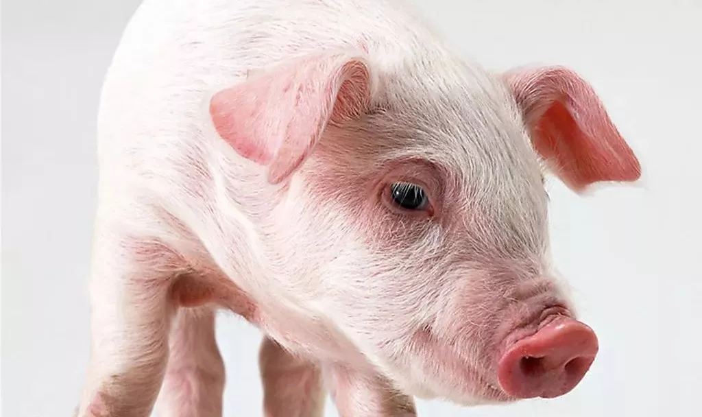 中央即將啟動(dòng)大規(guī)模凍豬肉收儲(chǔ)！