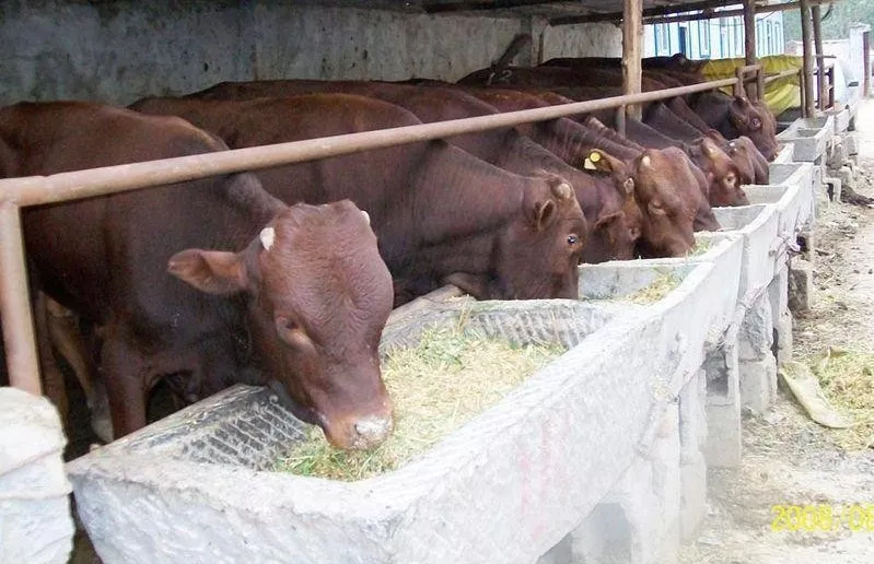 養(yǎng)牛賠錢，不養(yǎng)牛斷貨，“公司+農戶”進退兩難！