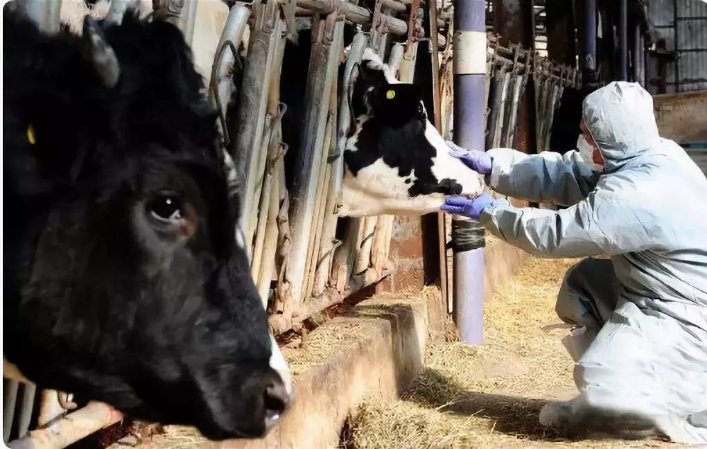 最新！安徽宣城發(fā)生非洲豬瘟疫情 炭疽豬瘟瘋牛病之間有關(guān)聯(lián)嗎