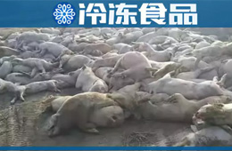 農(nóng)業(yè)農(nóng)村部通報河北首例非洲豬瘟疫情！“豬”又告急，“肉”更難安！