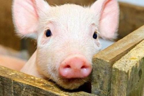 關(guān)注 | 非洲豬瘟檢測實驗室咋建？這份指南安排的明明白白