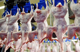 我國雞肉進(jìn)口量持續(xù)增加，30家俄企獲得對華出口許可