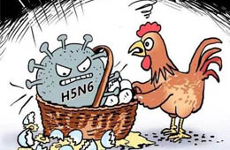 新疆發(fā)生一起H5N6禽流感疫情，已撲殺11910只