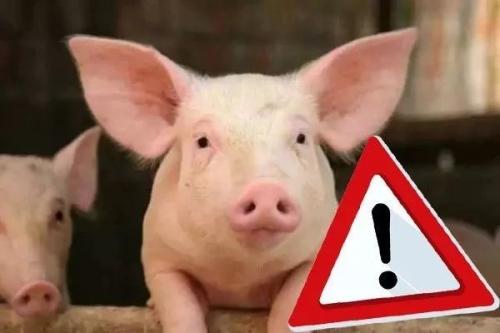 有效率不低于92%的非洲豬瘟疫苗研制成功？！