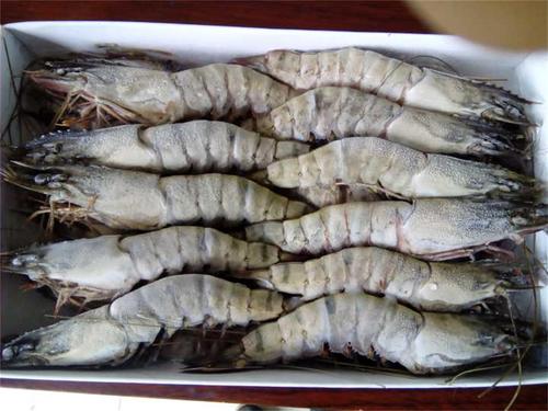 越南蝦價(jià)格恐將上漲！下半年需求量強(qiáng)勁增長，出口呈現(xiàn)復(fù)蘇跡象