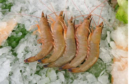 海關(guān)總署宣布：暫停沙特蝦進(jìn)口！伊朗蝦取得正關(guān)進(jìn)口許可