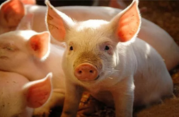 雛鷹農牧VS牧原股份：河南兩兄弟，同養(yǎng)豬怎就不同命？