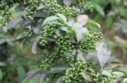 小藤椒有大魔力，今年食品圈流行藤椒味兒！