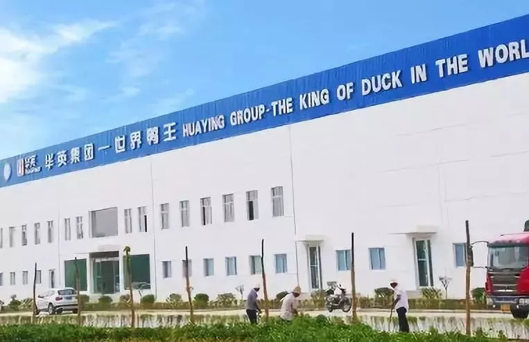 “鴨王”華英售賣肉雞板塊，“雞王”圣農(nóng)業(yè)績大增236.91%