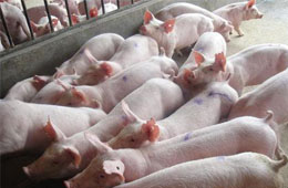 飛上天的“二師兄”！新希望、溫氏、牧原等9月生豬銷量大比拼