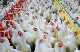 圣農(nóng)發(fā)展凈利飆升170%！2020年超級(jí)雞周期還會(huì)繼續(xù)嗎？