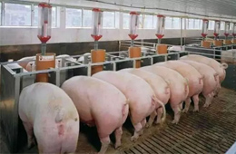 數(shù)據(jù) | 九大上市豬企2019生豬出欄量大比拼，誰是“第一豬倌”？