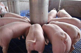 關(guān)注丨養(yǎng)豬暴富！溫氏股份2019年預(yù)計(jì)凈利138億元~143億元