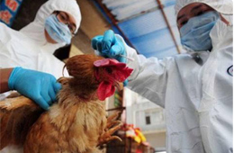 快訊丨緊急通知：河南全面禁止市場銷售活禽，違者責令停業(yè)