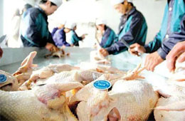 關(guān)注丨活禽交易，放開還是禁止？問題難在哪里？