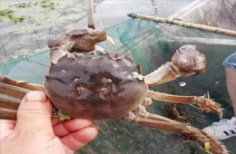 大閘蟹銷量同比漲3倍！平均售價(jià)卻首次下降超3成！