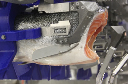 三文魚、白肉魚等水產(chǎn)品自動化加工升級加速！