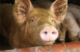 二師兄坐“火箭”，26地豬價飄紅，到底要沖到多少錢呢？