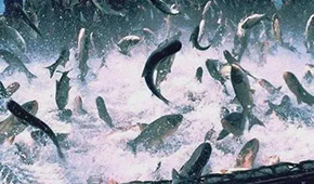 飼料漲，肉價(jià)漲，設(shè)備價(jià)也漲，新一輪漲價(jià)潮要來(lái)了？