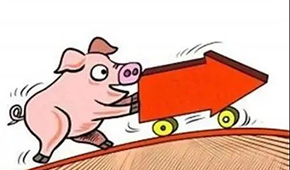 豬價翻紅“6連漲”，沖上10元大關(guān)；凍品人發(fā)朋友圈：時間不等人，快抓緊備貨！