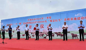 金星啤酒跨界養(yǎng)牛，投資5億做“雪花紅?！?/>
                </div>
                <div   id=