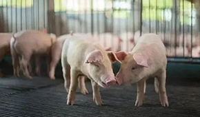 豬企3月出欄量大增，第三輪豬肉收儲(chǔ)完成，豬價(jià)繼續(xù)探底？