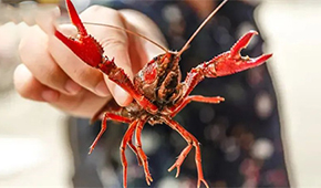 總產(chǎn)值超4221億！中國小龍蝦產(chǎn)業(yè)發(fā)展報告（2022）發(fā)布