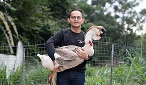 從養(yǎng)“鵝王”到做鵝丸，深挖一只鵝的潛力，這家潮汕企業(yè)下足功夫