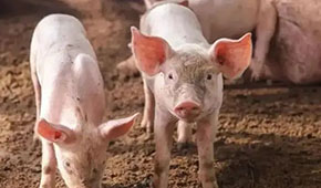 9月投放儲備肉20萬噸，創(chuàng)歷史新高；肉價要漲，食企準備好了嗎？