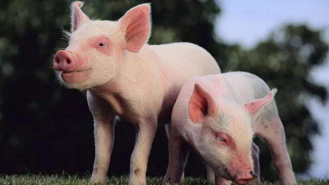 豬價(jià)進(jìn)入過(guò)度上漲一級(jí)預(yù)警區(qū)間；第六批國(guó)儲(chǔ)肉即將投放