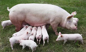 第7批中央豬肉儲(chǔ)備將投放，豬價(jià)連漲凍品廠商承壓