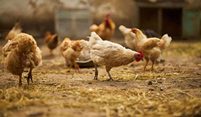  圣農(nóng)、溫氏、益生：誰能成為“雞中茅臺”？