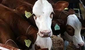 暫停28天后，巴西牛肉重返中國市場！