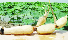 安井、正大、雙匯、荷仙、華貴等爭相入局，蓮藕預制菜為啥如此受歡迎？