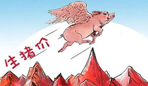 豬價(jià)連漲，有望“破9沖10”？牧原、溫氏、德康：下半年會(huì)更好