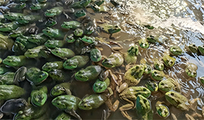原料價(jià)格持續(xù)上漲，今年牛蛙市場(chǎng)要“牛”起來？