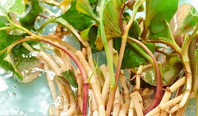 香菜面、折耳根拌面、辣條拌面…揭秘白象“瘋感”產(chǎn)品的設(shè)計(jì)故事