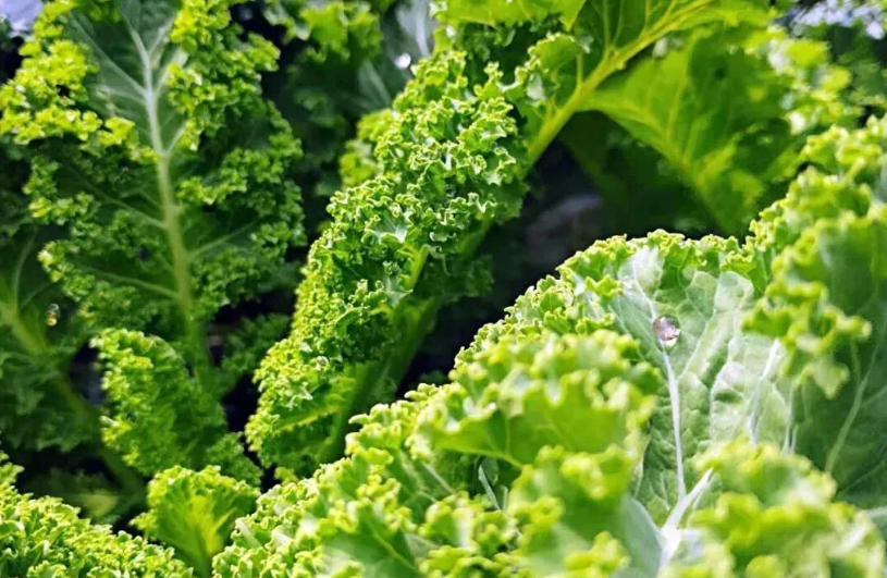 白象、袁記、三全、思念…紛紛盯上羽衣甘藍，“超級植物”開始席卷速凍食品？