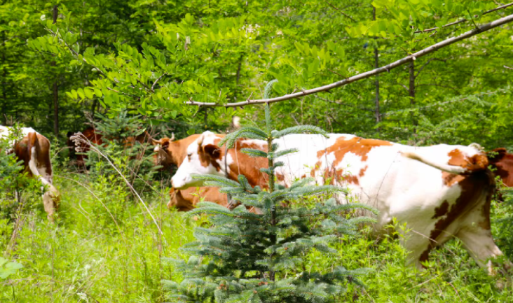 中國對進(jìn)口牛肉實(shí)施三年保障措施，將會(huì)影響哪些行業(yè)？