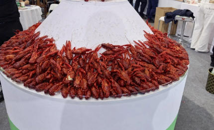 此龍蝦大熱，彼龍蝦還能不能翻紅？